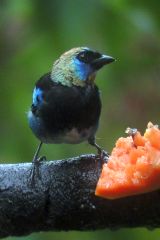 Golden-hooded Tanager
